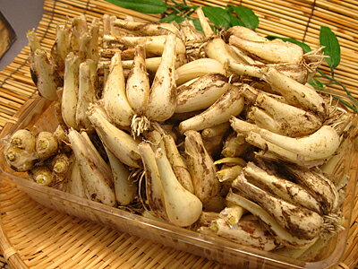 数量限定お試し品 送料無料 福井県三里浜産 土付きらっきょう 3kg入3年堀 土らっきょう 土付らっきょう 泥付き 土つきの生らっきょう 着日ご指定不可生 根付き国産 福井県産ラッキョウ 生 ラッキョ 日本産 国内産楽天 通販 価格 販売 お土産 記念 ギフト