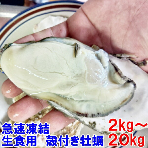 【20％OFFクーポン 4月5日今日だけ】急速凍結 生食用冷凍牡蠣 殻付き 牡蠣 送料無料 2kg〜20kg 冷凍便 牡蠣 殻付き【熨斗対応可能】 殻付 カキ 牡蛎 かき 松島牡蠣屋 2kgで目安約18個【80】