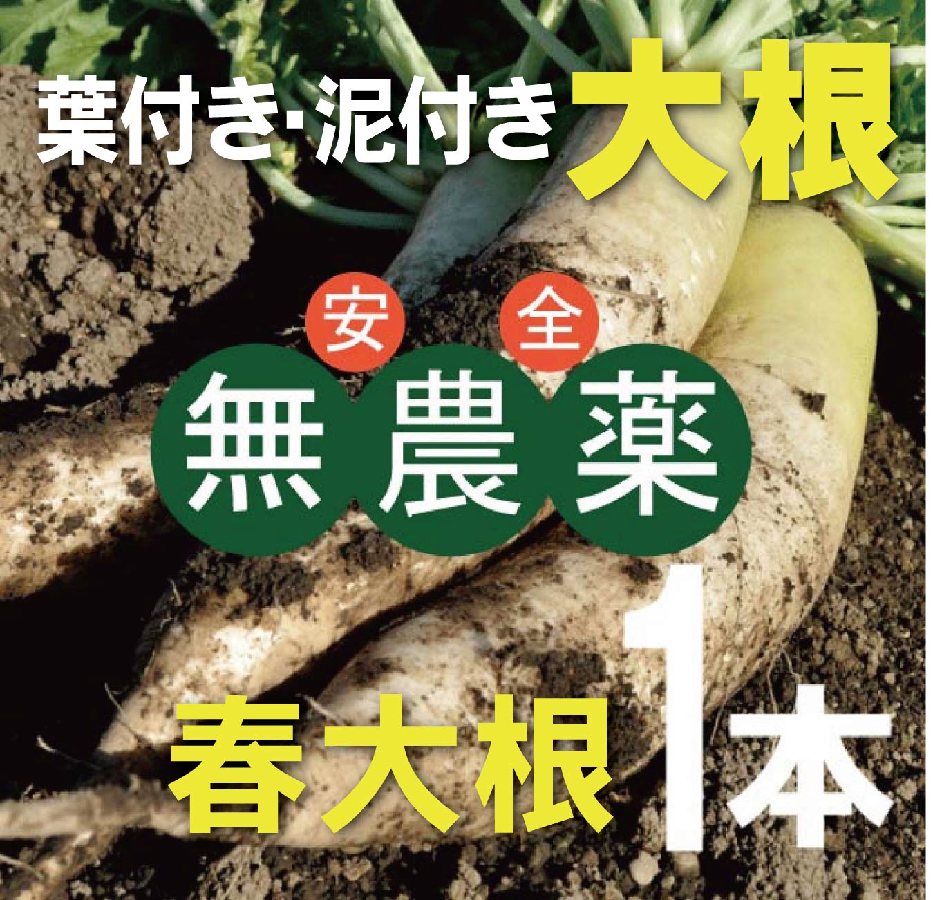 無農薬大根（葉付・泥付）1本★千葉産★無農薬・無添加★葉付きでない場合もあります。