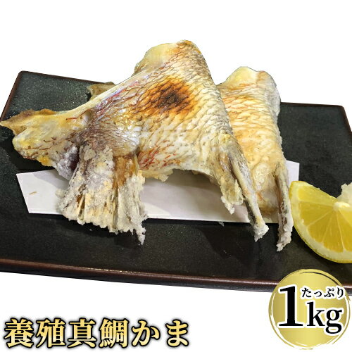 脂のり抜群 真鯛の鯛かま たっぷり約1kg入り(10~14個前後) たいかま カマ 国産養殖真ダイ 真空パック 冷凍便 かまや本舗【送料込】