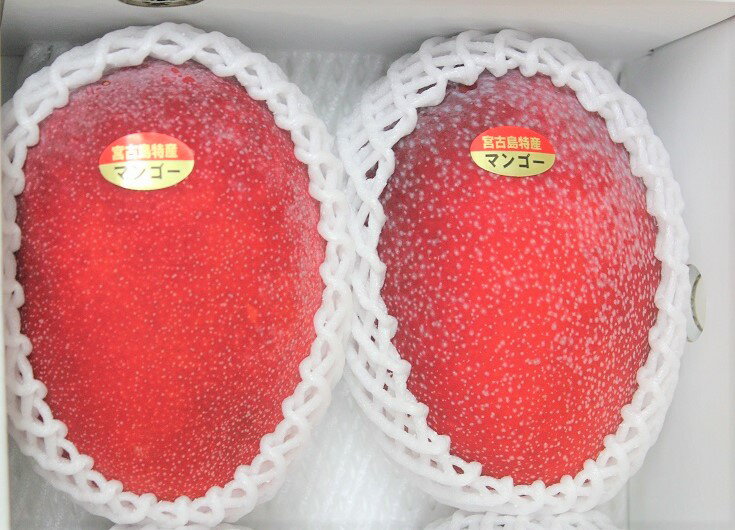 宮古島産アップルマンゴー ☆贈答用 特秀品 約1kg 化粧箱入り ☆減農薬栽培 ☆ 発送7月上〜8月上旬