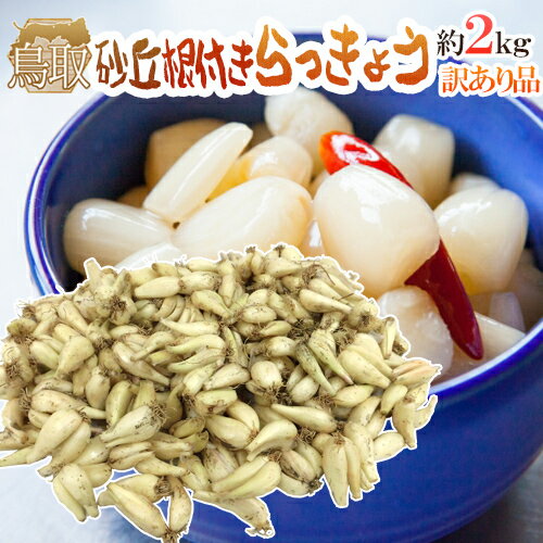 土らっきょう ”鳥取産 砂丘らっきょう” 訳あり 約2kg 大きさおまかせ【予約 5月末以降】 送料無料