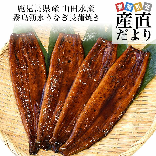 【母の日 父の日ギフト】ギフトにも最適！ 鹿児島県志布志産 山田水産 霧島湧水うなぎ 長蒲焼き 大サイズ4尾セット（140g前後×4尾）送料無料 鰻師 加藤尚武さん 鰻 ウナギ クール冷凍便 ギフト
