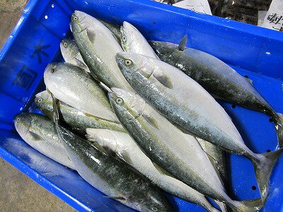 ぶり　ふくらげ いなだ 【天然フクラゲ ふくらぎ ブリ幼魚5本前後‐4kg前後】 「送料込み」