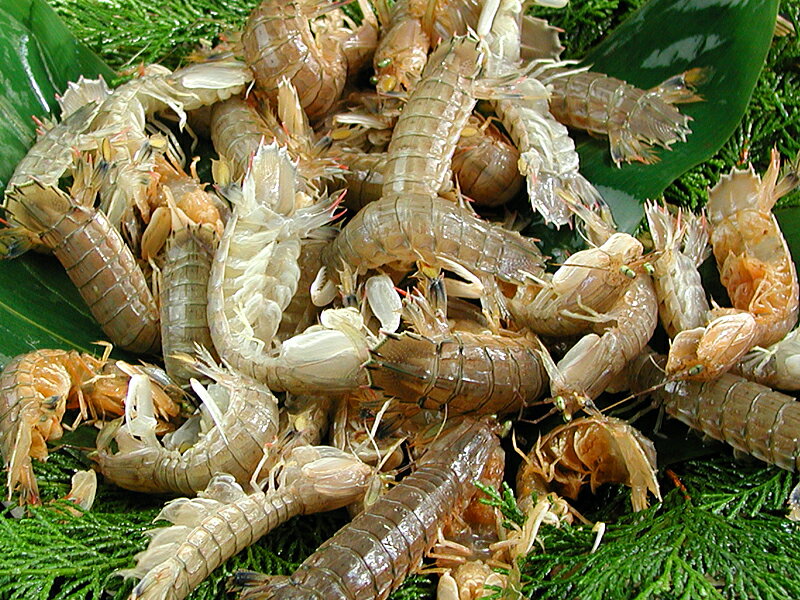 瀬戸内産 活シャコ(中小) 500g入