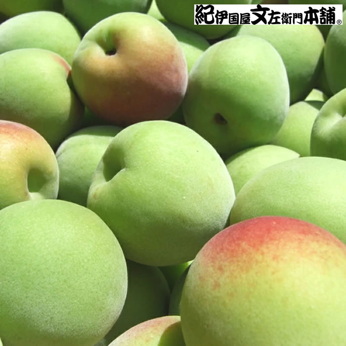 【予約販売】厳選南高梅 フレッシュ青梅(生梅)【 緑 】5キロ 梅干のブランド 厳選 旬採り手選別　青梅(生梅)　南高梅【梅酒用・梅干用】5kg入紀州産 和歌山産 【送料無料】【クール冷蔵便発送】うめ ウメ 梅 送料無料