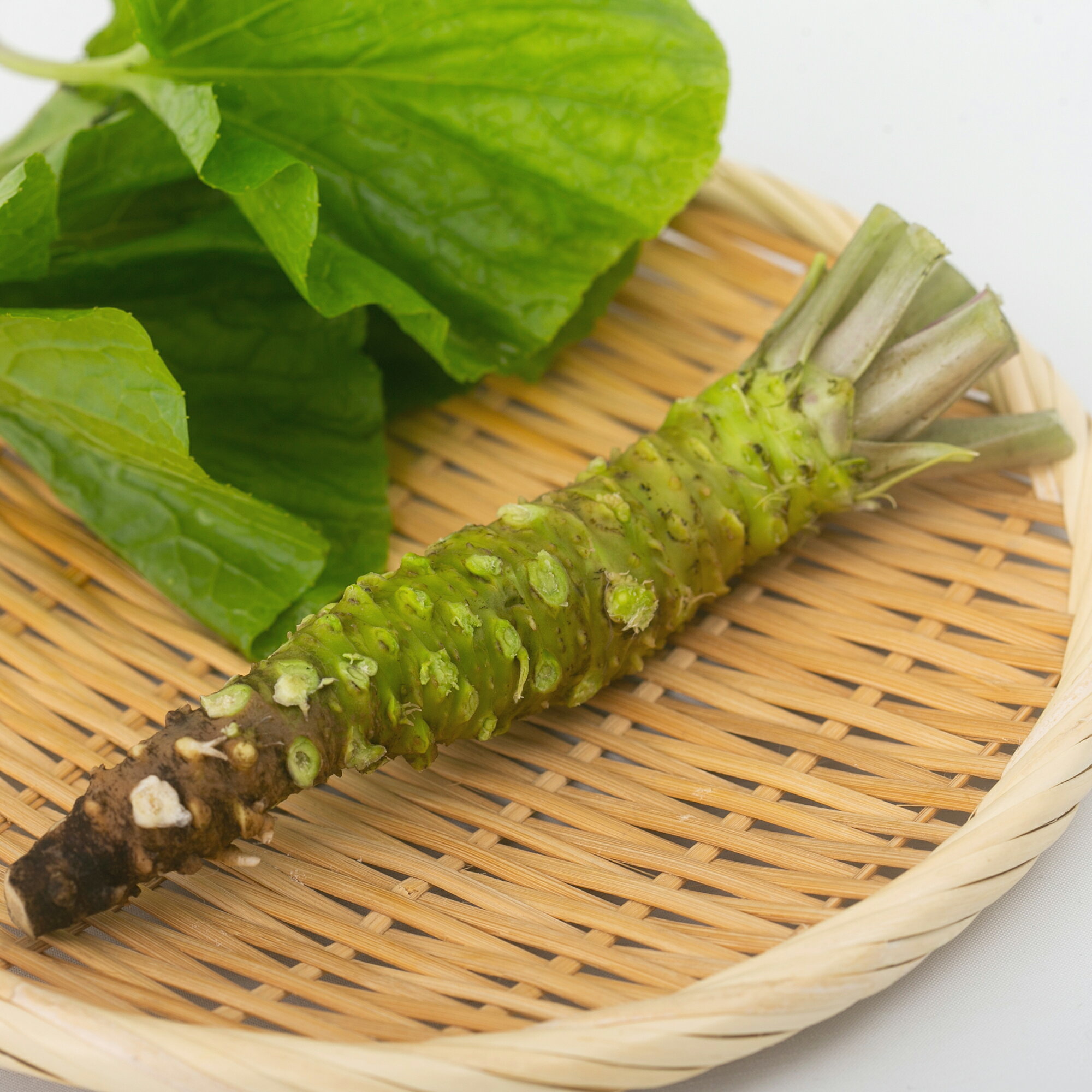 伊豆天城産実生生わさび1本(40〜70g) ※お届け日指定不可