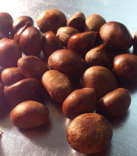 送料無料／長崎産 びわの種1kg【通常便との同梱包不可】