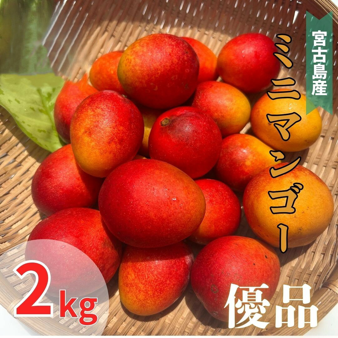 【予約商品・送料無料】宮古島産　ミニマンゴー 約2キロ ☆発送時期6月末頃〜