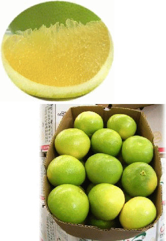 オロブロンコ好きの方も是非!オロと同等以上に美味!食べてほしいから4580→3980!さらにポイント2倍!甘~い甘~いグレープフルーツ?シトラスの王様★超大玉★メローゴールド3玉!プレミアム特選品!北海道九州330円沖縄2000円加算オロブロンコスウィティ