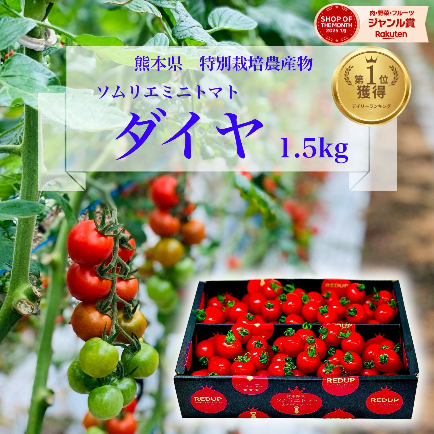とまと ミニトマト 送料無料 【 特別栽培農産物 】ソムリエミニトマト ダイヤ 1.5kg トマト レシピ トマトジュース プチトマト プレゼント ギフト 内祝い ふるさと ホワイトデー 楽天市場 ネットショッピング sale セール ダイエット スープ 母の日