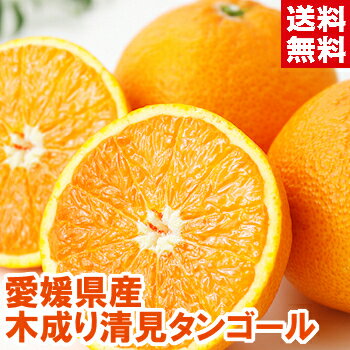 愛媛県産 木成り清見タンゴール高級柑橘の生みの親になる優良品種!北海道、沖縄、一部離島は別途1,000円