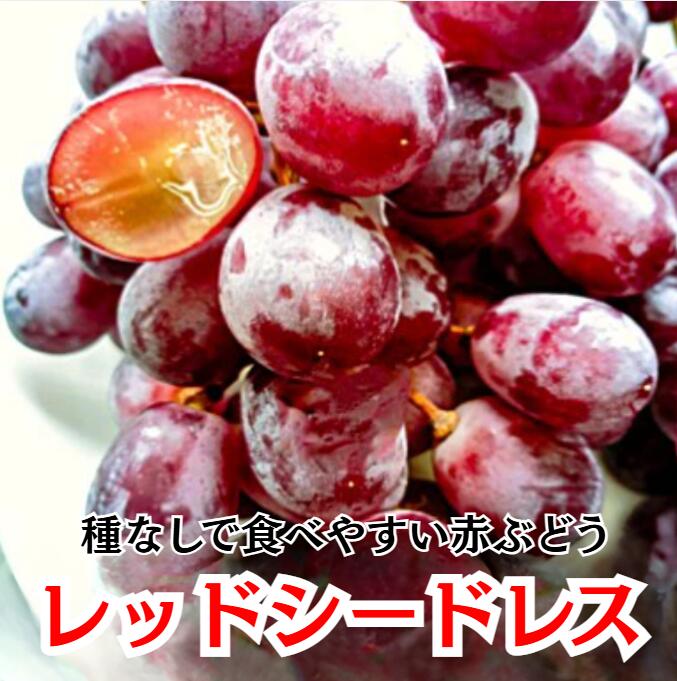 【オーストラリア産】レッドシードレス チリ産 2キロ 3キロ 4キロ 8キロ クール 店長厳選 タネなし 種なし フルーツ ギフト プレセント 葡萄 ブドウ 皮ごと食べられる 赤ぶどう 甘い ジューシー おやつに最適 食べやすい お子様にもおすすめ みずみずしい 果汁 皮が薄い