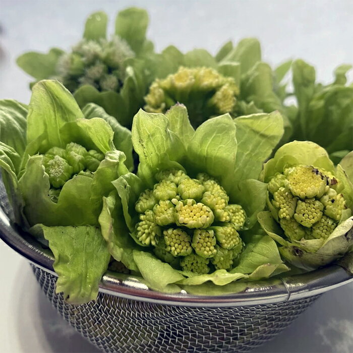 ふきのとう 500g 新潟産 妙高 高原 フキノトウ 天然