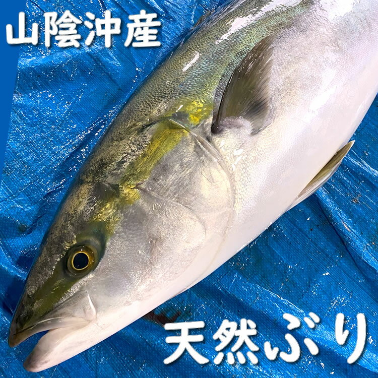 天然ブリ（生）1尾　約10kgの片身　【山陰沖産】　送料無料　片身分 大きい 特大 ブリ 鰤 ぶり はまち ハマチ イナダ ワラサ メジロ 寒ブリ 寒鰤 寒ぶり