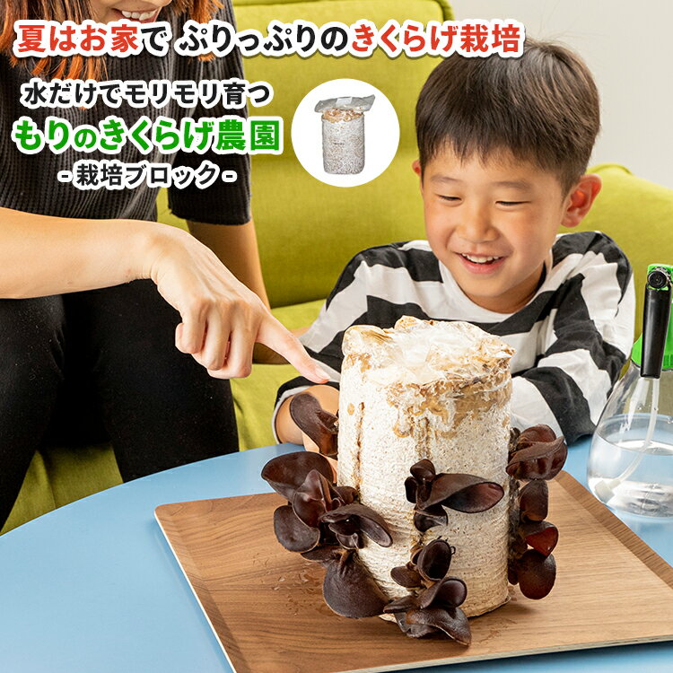 【ブロックのみ／付属品・説明書なし】きくらげ栽培キット もりのきくらげ農園おかわり君｜キクラゲ 木耳 家庭菜園 自由研究 観察 野菜 室内 きのこ栽培 キノコ栽培 栽培キット 栽培セット 菌床 生きくらげ 生キクラゲ キノコ 野菜栽培キット