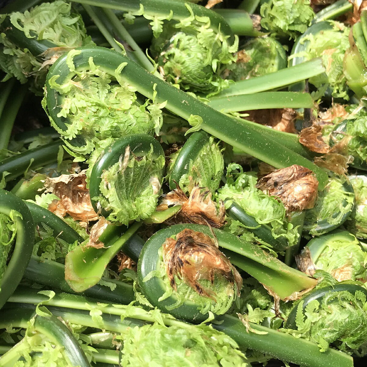 【国産 天然】こごみ1kg 採りたてを産直☆ミシュラン3つ星御用達店