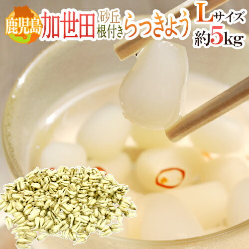 土らっきょう ”鹿児島 加世田産 砂丘らっきょう” 秀品 Lサイズ 約5kg【予約 5月中下旬以降】 送料無料