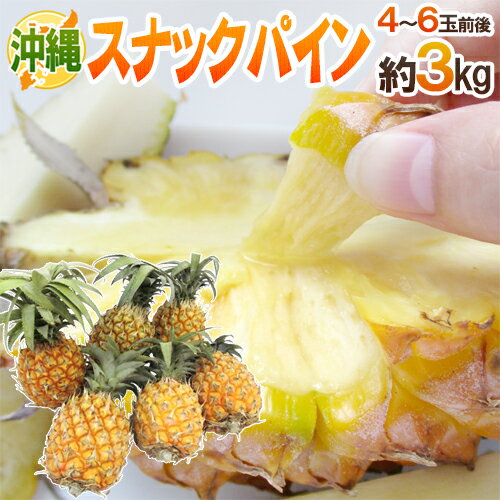 ”沖縄産 スナックパイン” 4〜6玉前後 約3kg【予約 3月下旬以降】 送料無料