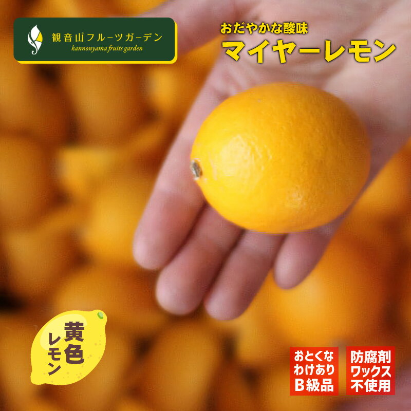 国産 マイヤーレモン わけあり B級品 黄色 3kg 皮まで安心の国産マイヤーレモン 観音山フルーツガーデン 送料無料
