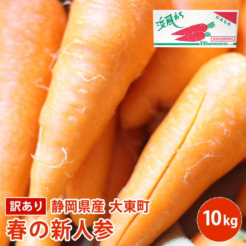 【訳アリ】 静岡県産　大東町陸浜組合　春の新人参 10kg 2L L