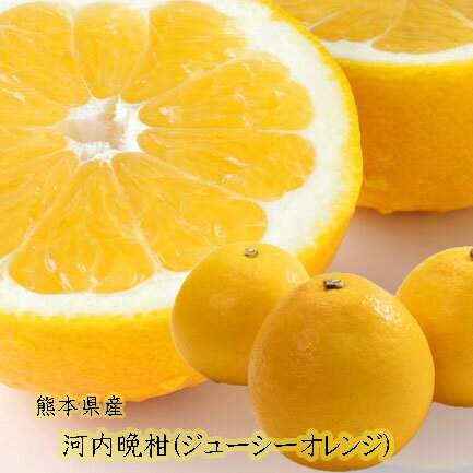 【熊本県産 河内晩柑 ジューシーオレンジ 選べる内容量】熊本の特産 河内晩柑をお届けいたします。 河内晩柑 天草晩柑 ジューシーオレンジ 和製グレープフルーツ 夏文旦 ばんかん 晩柑 送料無料